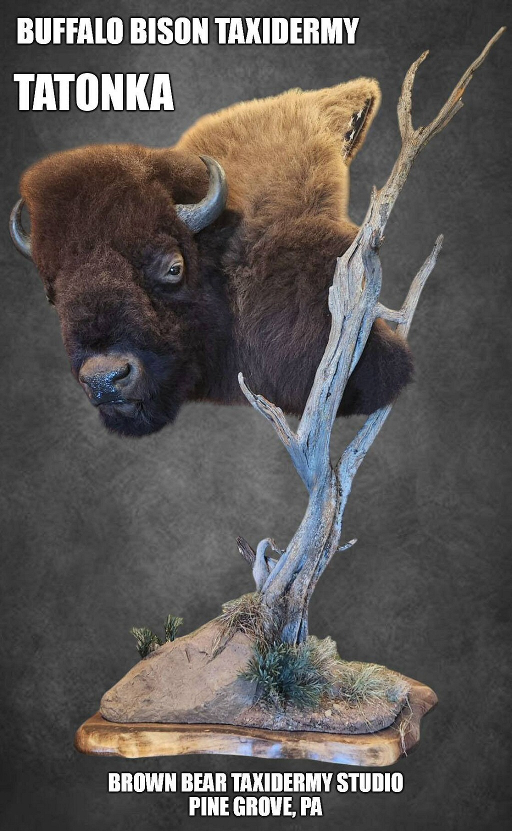 Bison Buffalo Taxidermy at Brown Bear Taxidermy Studio Pine Grove PA