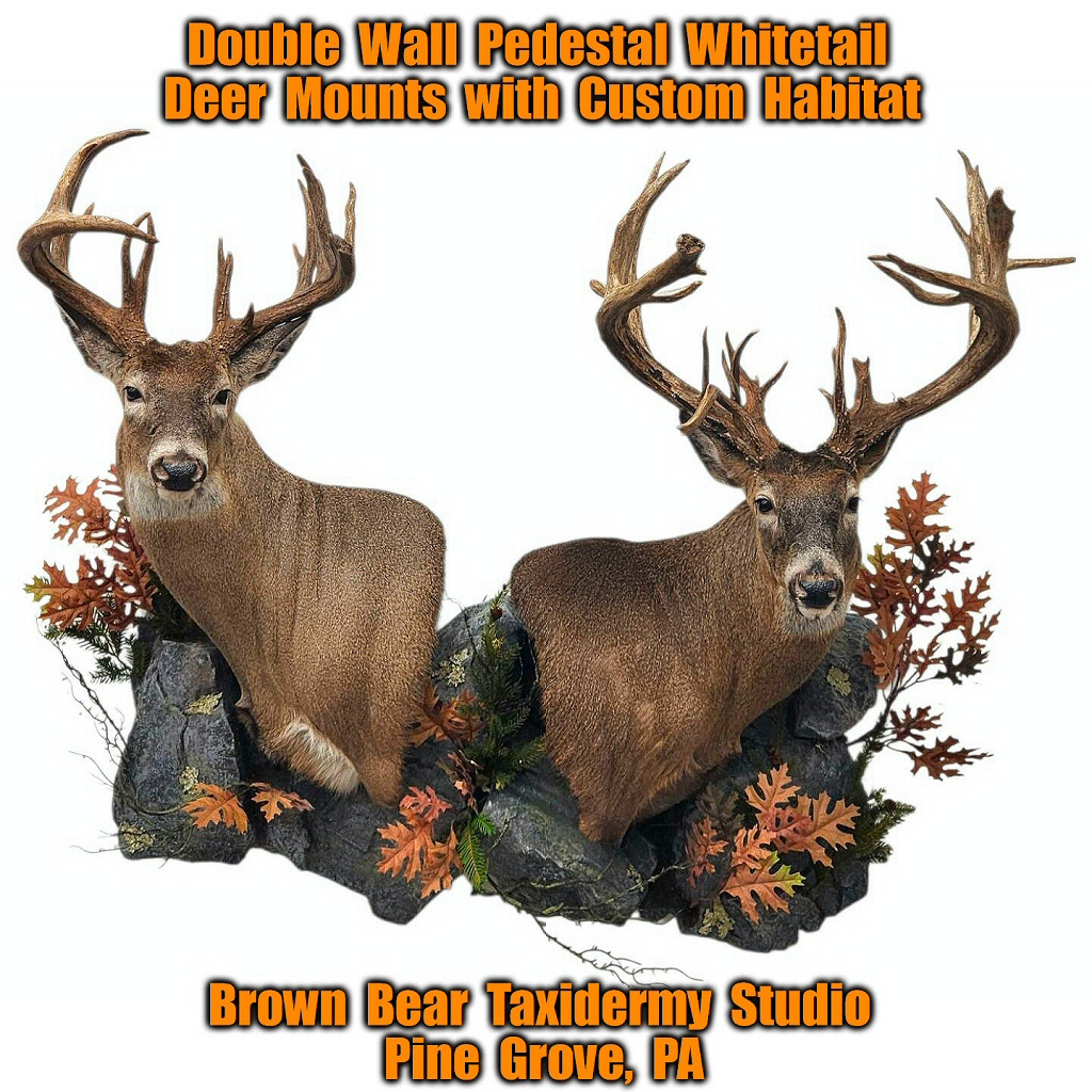 Pennsylvania Taxidermist Brown Bear Taxidermy Studio Pine Grove PA