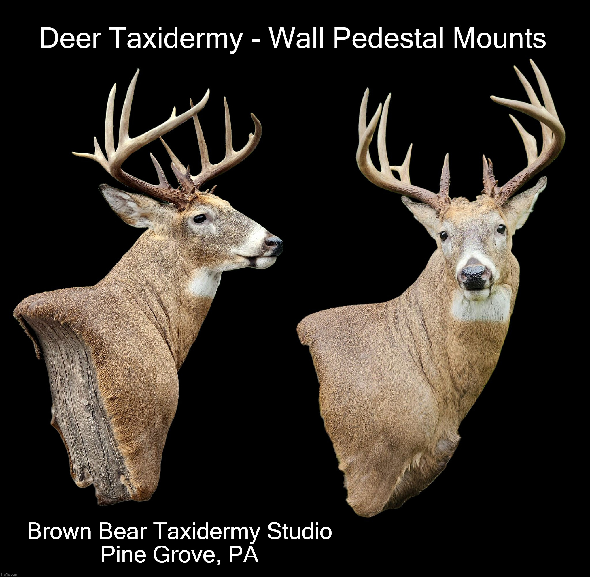 Deer Taxidermy Brown Bear Taxidermy Studio Pine Grove PA